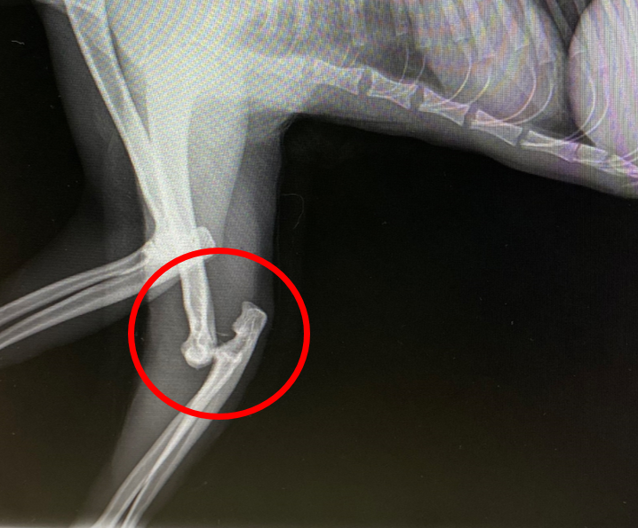猫の前肢肘脱臼 症例日誌 加古川 バークレー動物病院